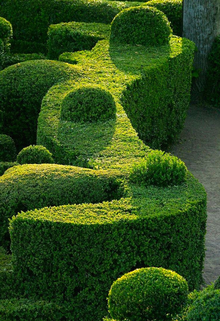Boxwood+hedge+topiary+forms+afternoon+light.JPG